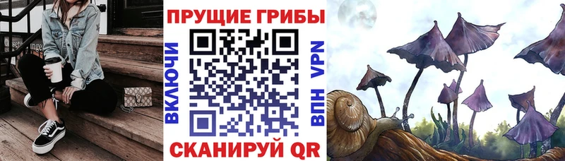 Купить  Полевской  Псилоцибиновые грибы мицелий 